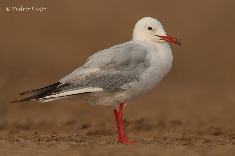 Gaviota picofina (Larus genei)